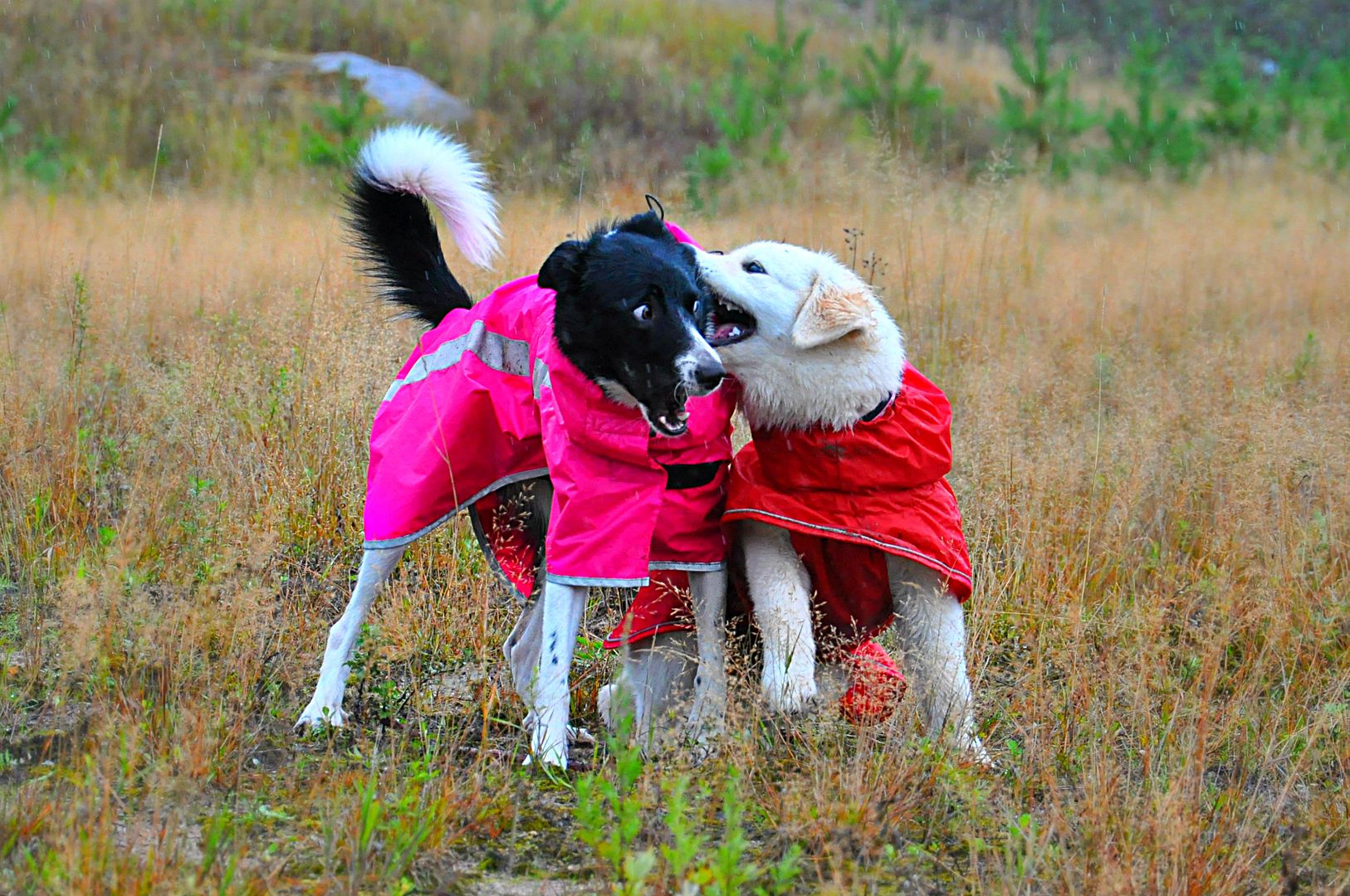 photo DSC_0444_zps7ef9baf0.jpg