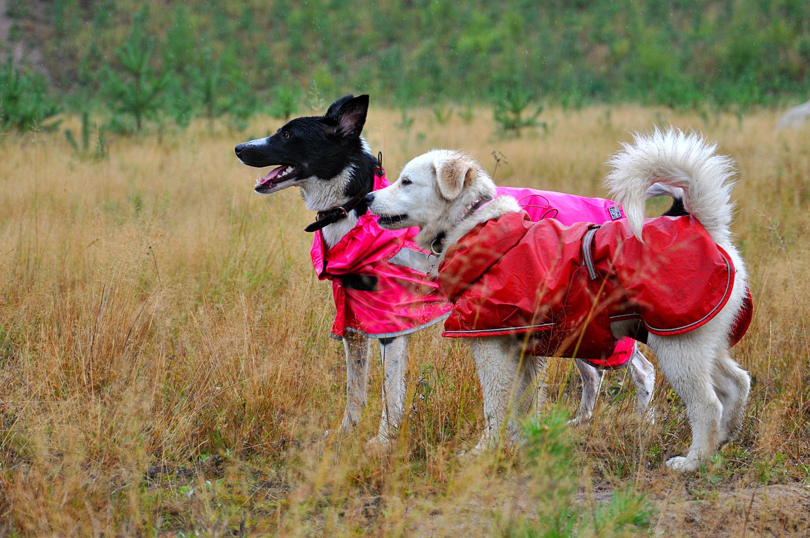 photo DSC_0605_zps2c9b1fa9.jpg