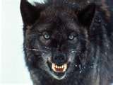 blackwolf Avatar