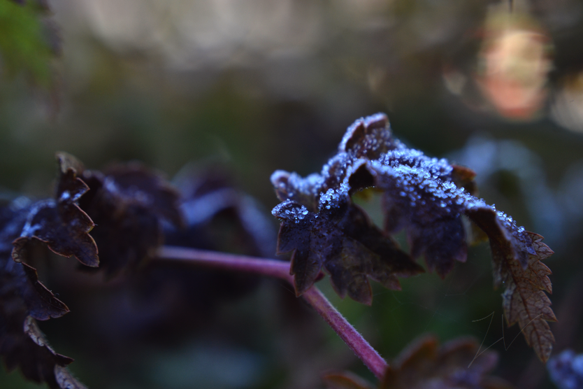 photo DSC_0064_zpsttvdfx8s.png