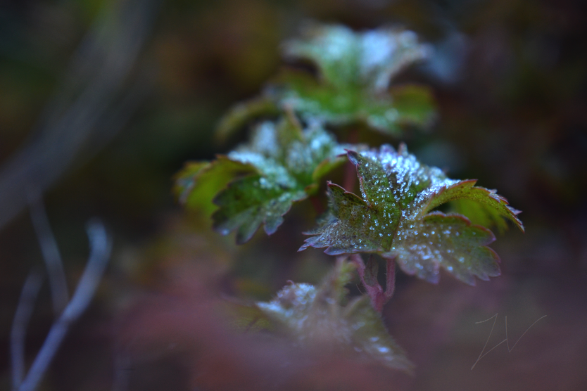 photo DSC_0072_zpsbyg61svq.png