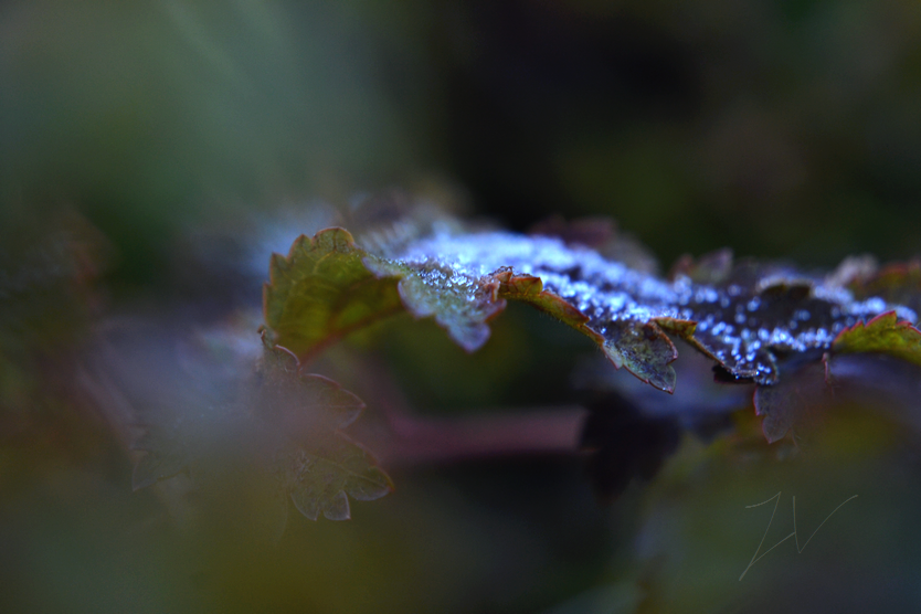 photo DSC_0078_zpspeelryua.png