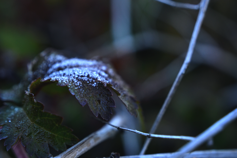 photo DSC_0081_zps00h5jtco.png