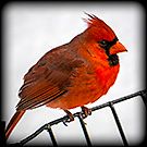 cardinal-avatar_zpsef83trbb.jpg