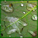 greenleaf_zpsc6072429.jpg