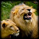 lions-01_zps5d5f6ac2.jpg
