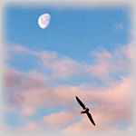 photos-moon-gull_zps5b541b64.jpg