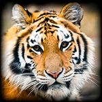 tiger_zps3103a8ad.jpg